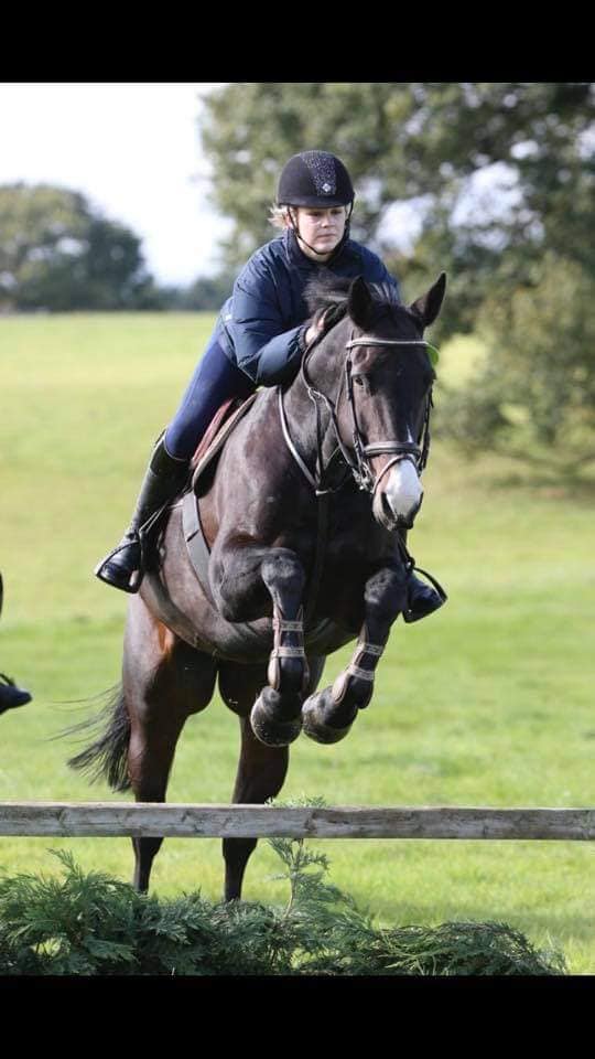 Show Jump Horses For Sale